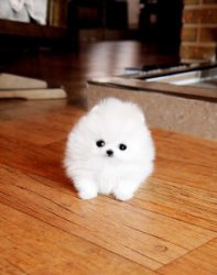 Tiny Pomeranian Puppies For Sale